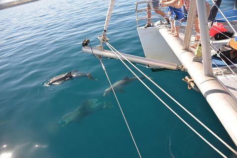 Dolphin Cruise From Adelaide With Optional Dolphin Swim - Accommodation Daintree 1