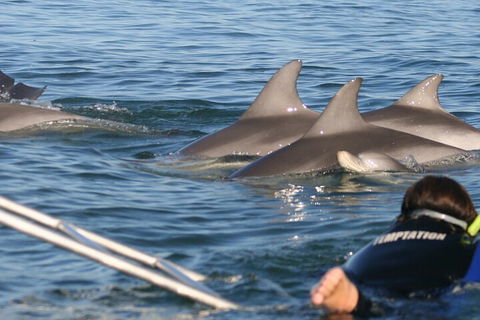 Dolphin Cruise From Adelaide With Optional Dolphin Swim - Accommodation Daintree 2