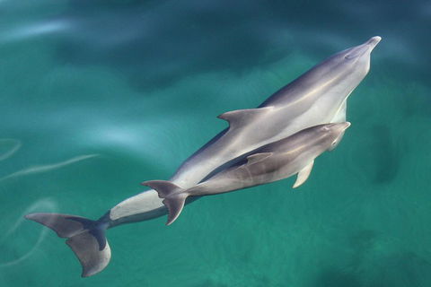 Dolphin Cruise From Adelaide With Optional Dolphin Swim - Accommodation Daintree 4