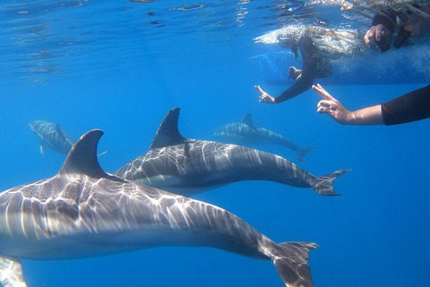Dolphin Cruise From Adelaide With Optional Dolphin Swim - Accommodation Daintree 5