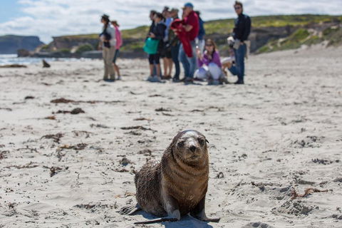 Kangaroo Island In A Day Tour From Adelaide - Accommodation Daintree 0