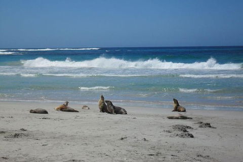 Kangaroo Island In A Day Tour From Adelaide - Accommodation Daintree 1
