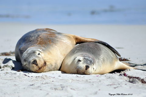 NEW TOUR - Kangaroo Island Road To Recovery Tour (1 Day/1 Night) - Accommodation Daintree 1