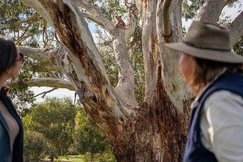 Full Day Flinders Chase Tour From Kangaroo Island - Accommodation Daintree 5