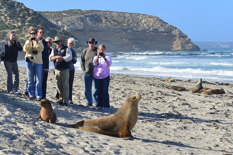 Full Day Seal Bay Experience Departing From Kangaroo Island - Accommodation Daintree 0