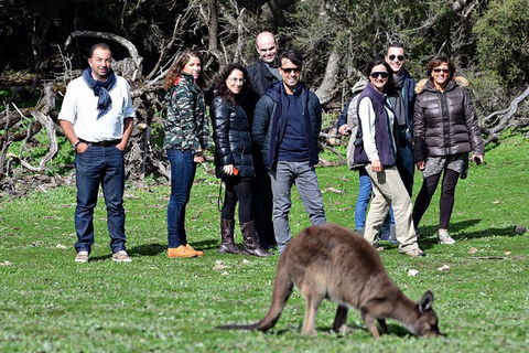 Full Day Seal Bay Experience Departing From Kangaroo Island - Accommodation Daintree 3