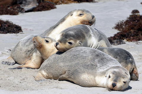 Small-Group Kangaroo Island 4WD Tour From Adelaide - Accommodation Daintree 1