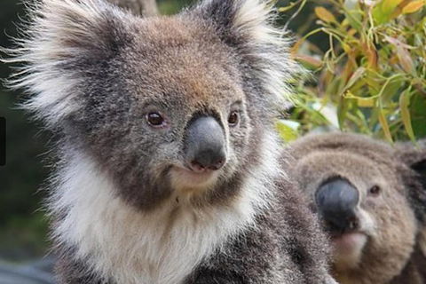 Kuranda Koala Gardens General Entry Ticket - Accommodation Daintree 1