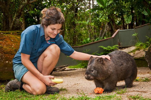 Kuranda Koala Gardens General Entry Ticket - Accommodation Daintree 4