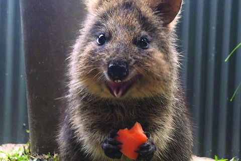 Kuranda Koala Gardens General Entry Ticket - Accommodation Daintree 5