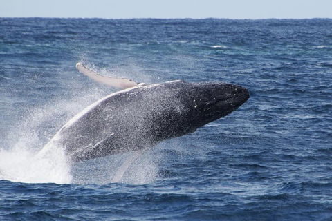 Whale Watching By Sea World Cruises - Accommodation Daintree 0