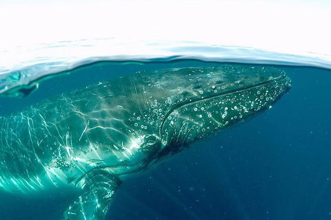 Whale Watching By Sea World Cruises - Accommodation Daintree 2