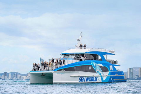 Whale Watching By Sea World Cruises - Accommodation Daintree 3