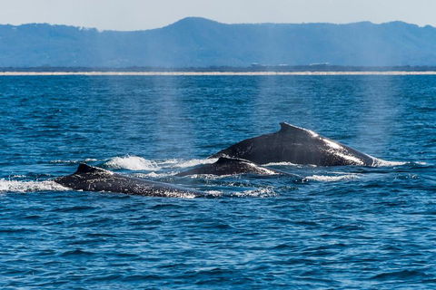 Whale Watching By Sea World Cruises - Accommodation Daintree 4