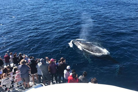 Whale Watching By Sea World Cruises - Accommodation Daintree 5
