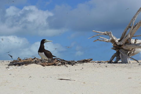 Seastar Luxury Outer Great Barrier Reef Island And Reef Tour From Cairns - Accommodation Daintree 1