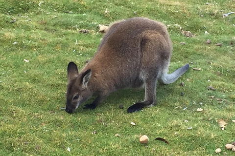 Cradle Mountain Day Tour From Launceston Including Lunch - Accommodation Daintree 5