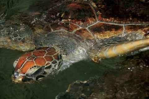 Cape Leveque 4WD Tour From Broome With Optional Return Flight - Accommodation Daintree 2