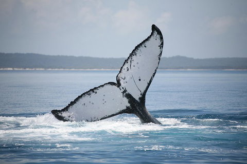 Hervey Bay Whale Watching Cruise - Accommodation Daintree 0
