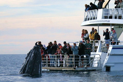 Hervey Bay Whale Watching Cruise - Accommodation Daintree 1