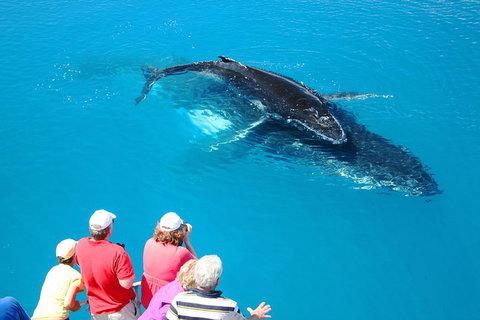 Hervey Bay Whale Watching Cruise - Accommodation Daintree 2