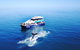 Hervey Bay Whale Watching Cruise - thumb 5