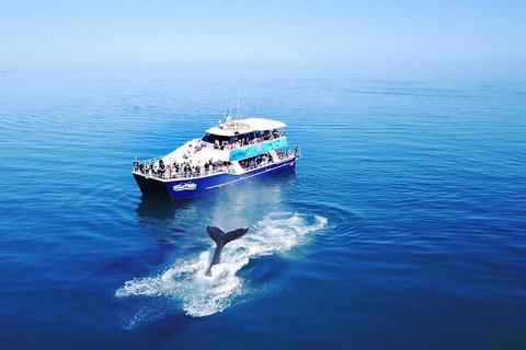 Hervey Bay Whale Watching Cruise - Accommodation Daintree 5