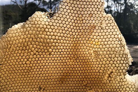 Bruny Island Day Tour, Includes Lunch And Exclusive Lighthouse Tour - Accommodation Daintree 1