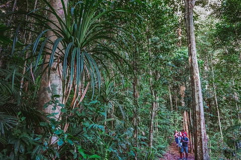 Atherton Tablelands Rain Forest By Night From Cairns - Accommodation Daintree 0