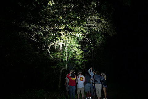 Atherton Tablelands Rain Forest By Night From Cairns - Accommodation Daintree 2