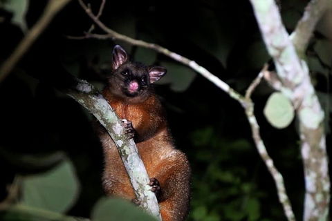 Atherton Tablelands Rain Forest By Night From Cairns - Accommodation Daintree 4