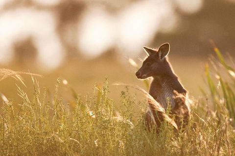 Blue Mountains Day Tour With Wildlife At Sunset From Sydney - Accommodation Daintree 2