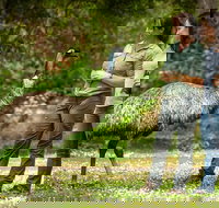 Great Ocean Road 2 Day Highlights Tour and sunset 12 Apostles - Accommodation Daintree