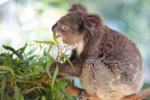 Blue Mountains Private Tour With Kangaroos & Koala Encounter - Accommodation Daintree 0