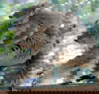 Lone Pine Koala Sanctuary Admission with Brisbane River Cruise