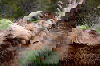 Melbourne Zoo General Entry Ticket