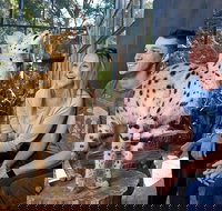 African Cat Encounter at Werribee Open Range Zoo - Accommodation Daintree