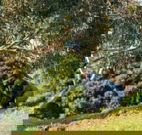 Early Morning Savannah Experience - Accommodation Daintree