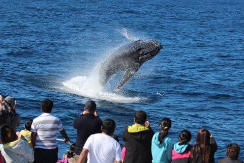 Tangalooma Island Resort Whale Watching Day Cruise - Accommodation Daintree 0