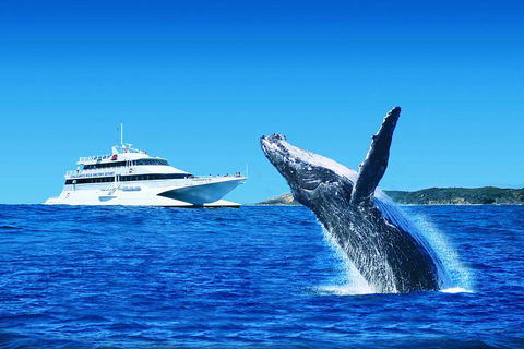 Tangalooma Island Resort Whale Watching Day Cruise - Accommodation Daintree 1