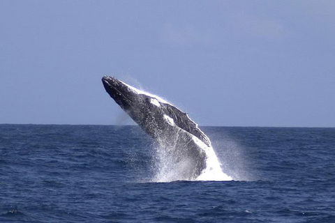 Tangalooma Island Resort Whale Watching Day Cruise - Accommodation Daintree 4