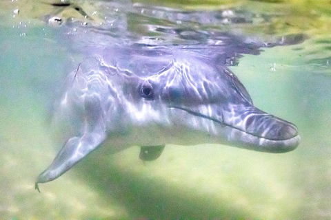 Tangalooma Island Resort Whale Watching Day Cruise With Dolphin Feeding - Accommodation Daintree 0