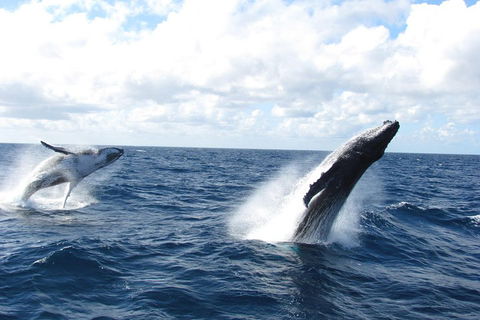 Tangalooma Island Resort Whale Watching Day Cruise With Dolphin Feeding - Accommodation Daintree 1