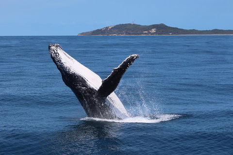 Tangalooma Island Resort Whale Watching Day Cruise With Dolphin Feeding - Accommodation Daintree 3