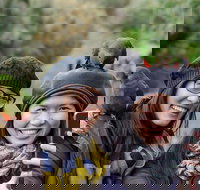 Small-Group Great Ocean Road and 12 Apostles Full-Day Tour from Melbourne - Accommodation Daintree