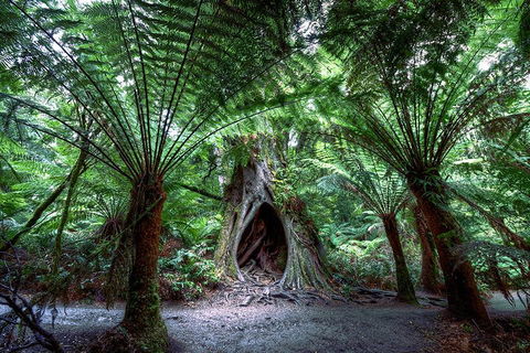 Small-Group Great Ocean Road And 12 Apostles Full-Day Tour From Melbourne - Accommodation Daintree 4