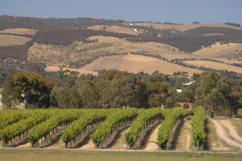 McLaren Vale And Glenelg Wine Tasting And Sightseeing (Half-day Afternoon) - Accommodation Daintree 2