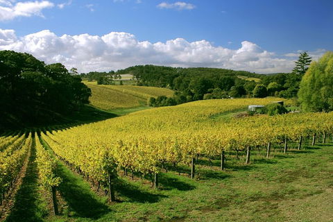 McLaren Vale And Glenelg Wine Tasting And Sightseeing (Half-day Afternoon) - Accommodation Daintree 4