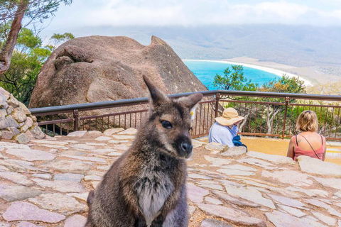 Wineglass Bay & Freycinet NP Full Day Tour From Hobart Via Richmond Village - Accommodation Daintree 0