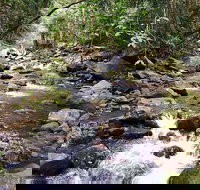 Springbrook Full Day Tour